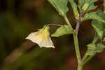 Cutleaf groundcherry